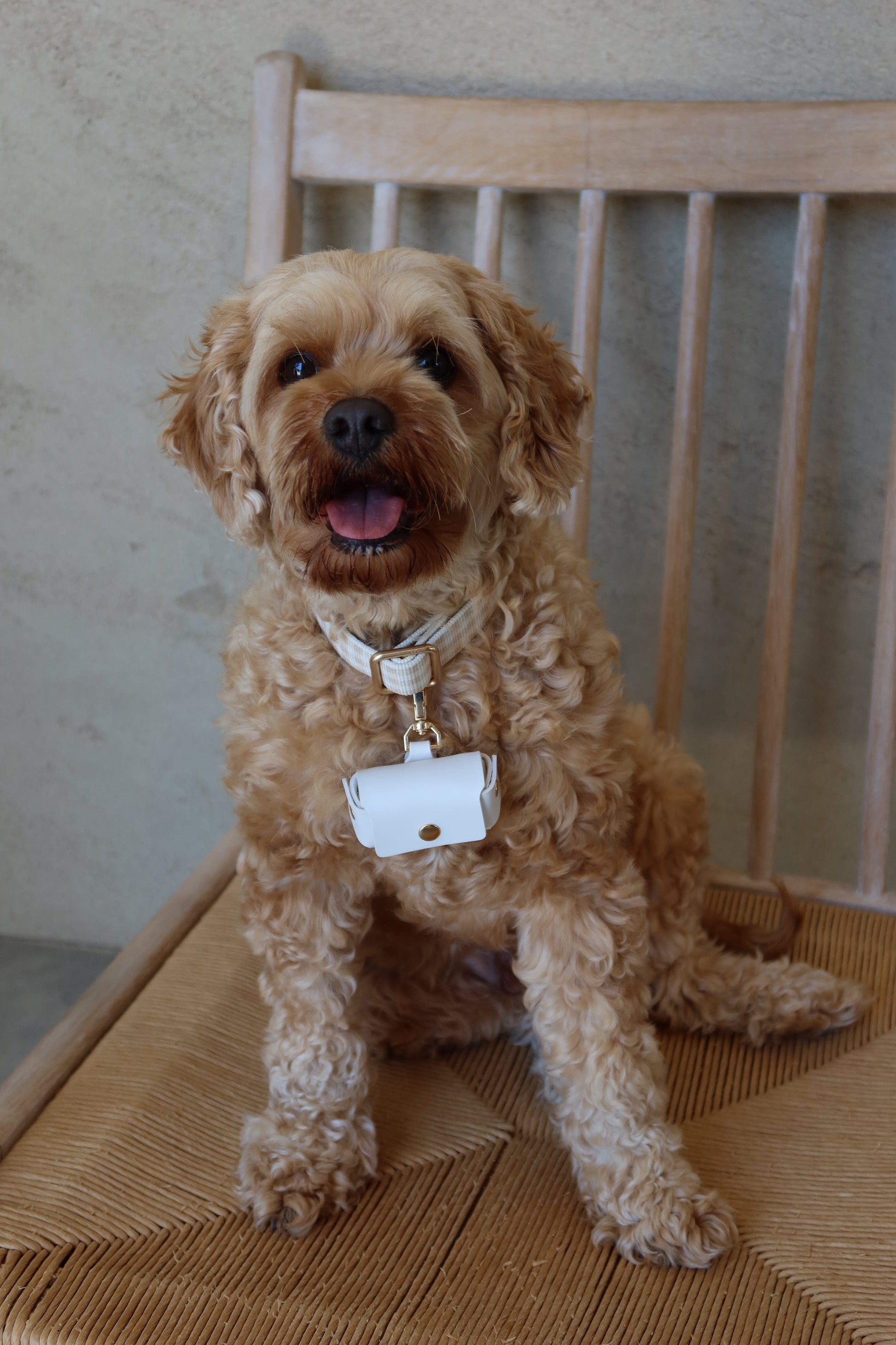 cavoodle dog carrying rings for wedding