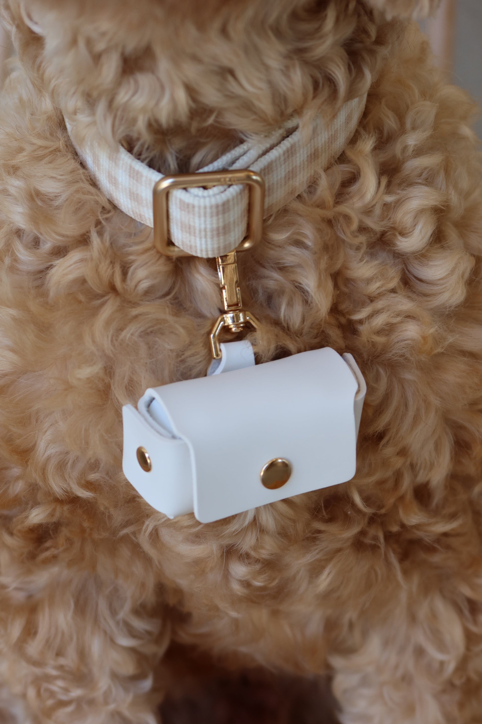cavoodle dog carrying rings for wedding in pouch
